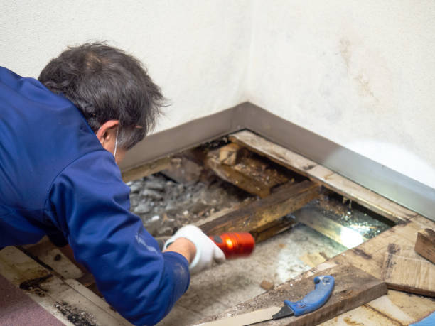 Best Mold Remediation for Specific Building Types in Homestead Valley, CA