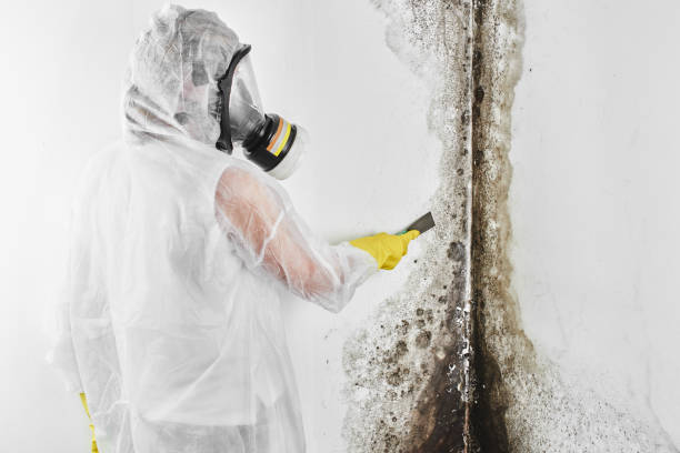 Best White Mold Remediation in Homestead Valley, CA