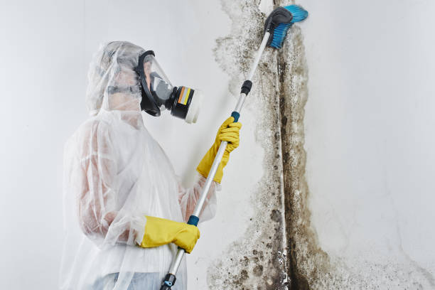 Best Residential Mold Remediation in Homestead Valley, CA