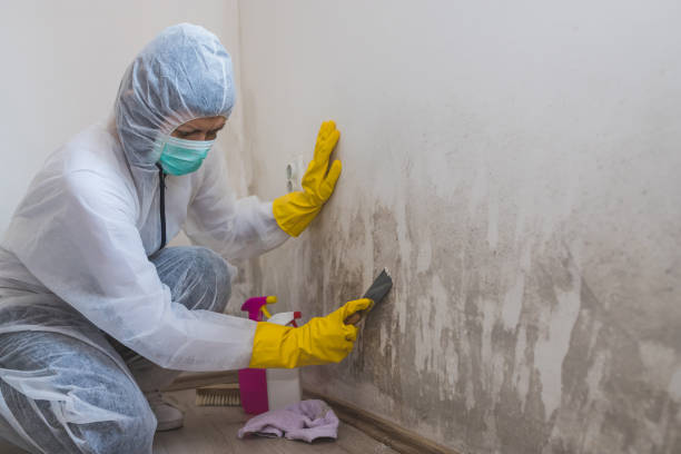Best Industrial Mold Remediation in Homestead Valley, CA