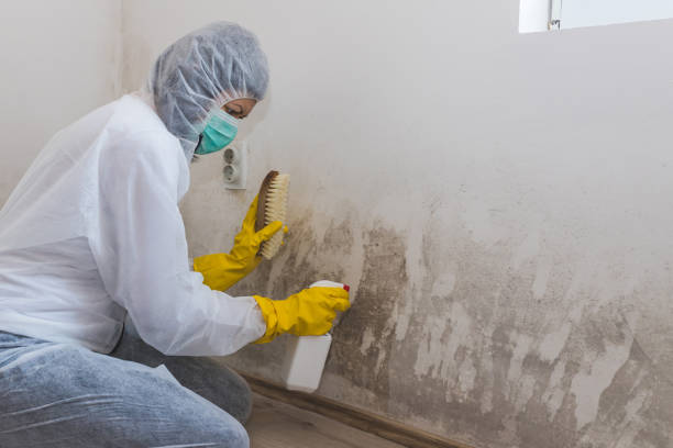 Best Industrial Mold Remediation in Homestead Valley, CA