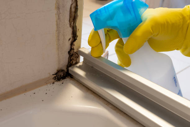 Best Mold Remediation for Specific Building Types in Homestead Valley, CA