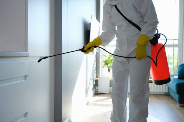 Best Residential Mold Remediation in Homestead Valley, CA