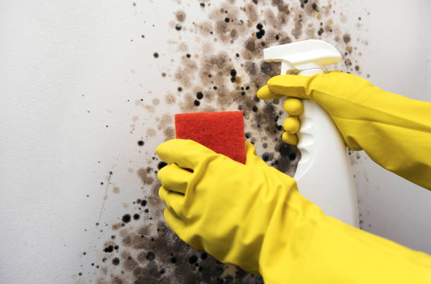 Best DIY Mold Remediation Support Services in Homestead Valley, CA