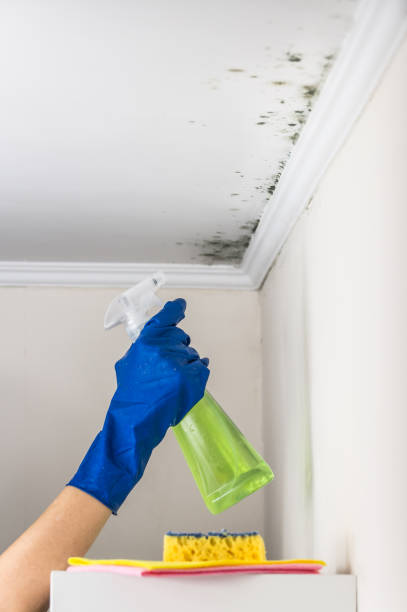 Best Mold Testing and Inspection Services in Homestead Valley, CA